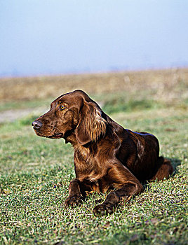 爱尔兰塞特犬,红色,塞特犬,成年,卧,草地