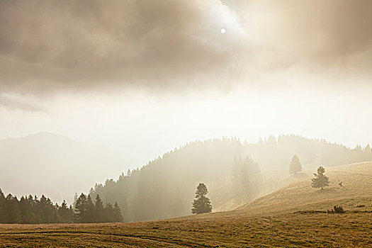 风景,雾气,黑森林,巴登符腾堡,德国,欧洲