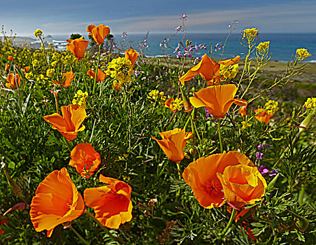 花菱草,地点,大,海岸,加利福尼亚