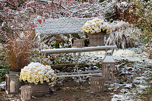 第一,雪,花园,菊花