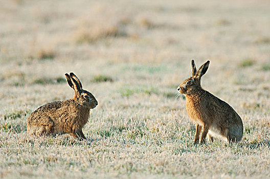欧洲野兔,两个,成年人,坐,地点,肯特郡,英格兰,英国,欧洲