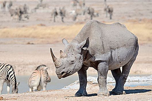 黑犀牛,成年,雄性,斑马,站立,水潭,埃托沙国家公园,纳米比亚,非洲