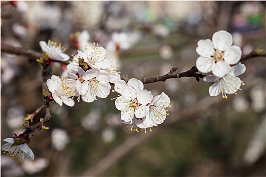 白花,樱桃树