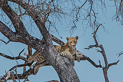 豹,卧,树,看,室外,埃托沙国家公园,纳米比亚,非洲