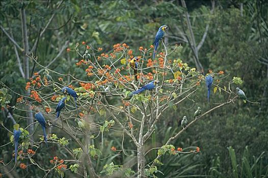 蓝黄金刚鹦鹉,黄蓝金刚鹦鹉,混合,成群,分享,树,亚马逊盆地,秘鲁