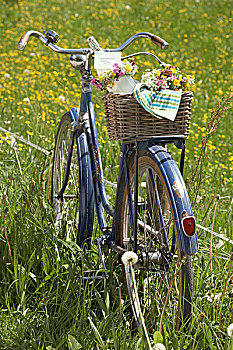 花朵,母牛,西芹,红色,毛茛,自行车,篮子