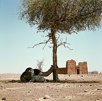 骆驼,坐,荫凉,树,古老,寺庙
