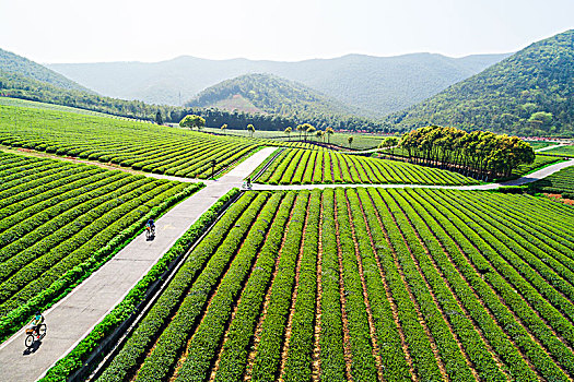 茶园美景