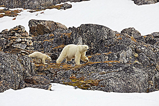 雌性,北极熊,走,幼兽,岩石上,斯匹次卑尔根岛,挪威