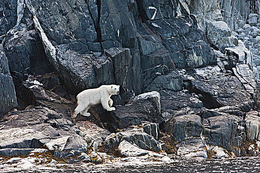 北极熊,沿岸,悬崖,湾,拉布拉多犬,纽芬兰,加拿大