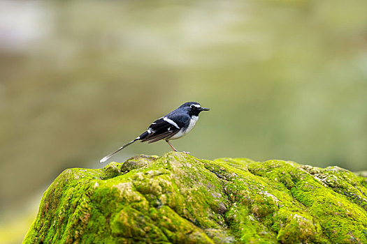 栖息于多岩石的或隐蔽的河谷溪流岸边,以水生昆虫为食的灰背燕尾鸟