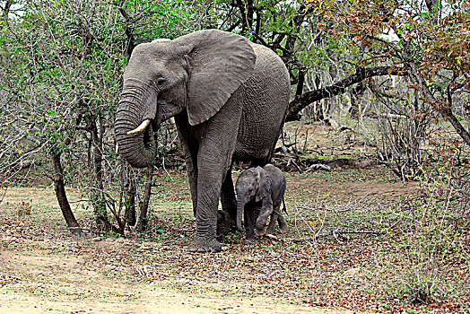 非洲象,成年,大象,母牛,小动物,灌木,陆地,克鲁格国家公园,南非,非洲