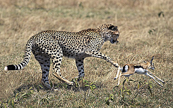 印度豹,猎豹,幼兽,猎捕,汤氏瞪羚,马赛马拉,公园,肯尼亚