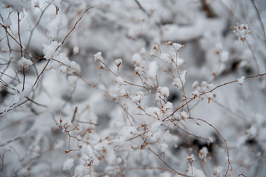 雪后