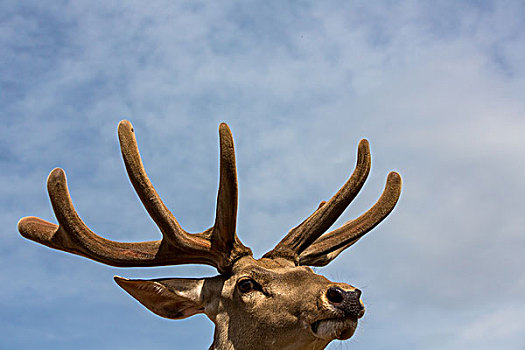 鹿头动物肖像