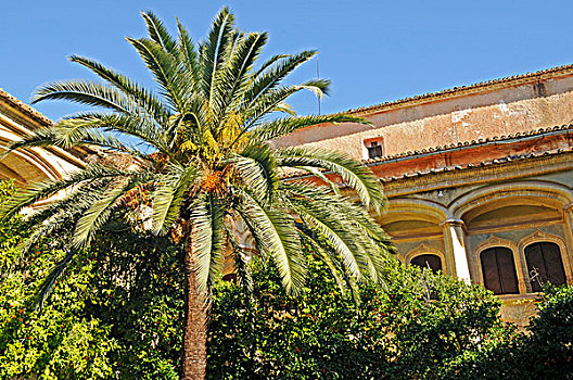 棕榈树,花园,内院,寺院,白色海岸,阿利坎特省,西班牙,欧洲