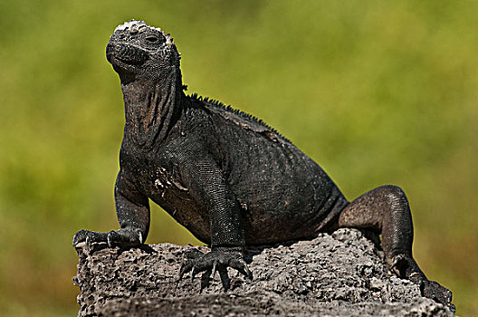 海鬣蜥,波多黎各,圣克鲁斯岛,加拉帕戈斯群岛,厄瓜多尔