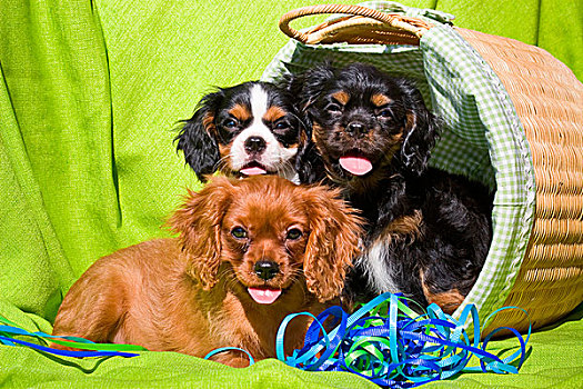 三个,查尔斯王犬,小狗,柳条篮,带,绿色背景