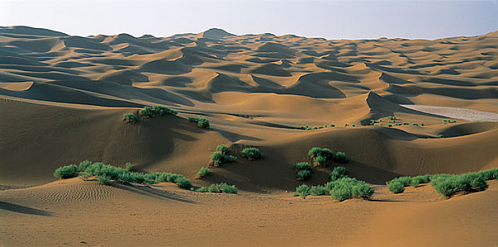 新疆塔克拉玛干沙漠中的植被