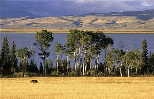 红岩,湖,国家野生动植物保护区,蒙大拿,美国