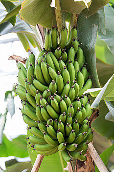 香蕉树上生长中的香蕉