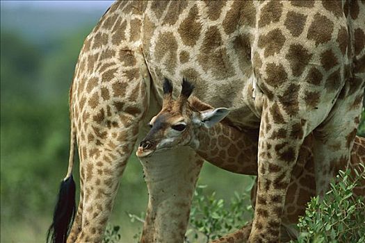 长颈鹿,幼小,偷窥,腹部,南非
