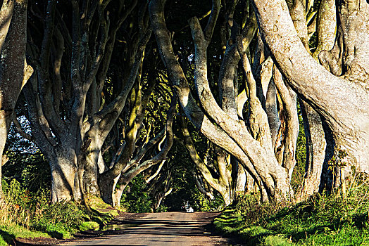 道路,树,北爱尔兰