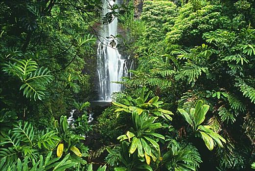 夏威夷,毛伊岛,威陆亚,瀑布,围绕,茂密,绿色植物