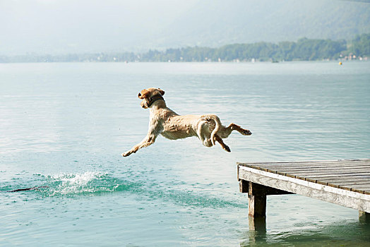 狗,跳跃,码头,阿纳西,法国