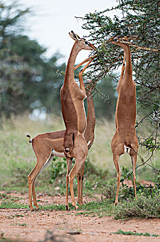 非洲瞪羚,长颈羚,女性,浏览,牧场,肯尼亚