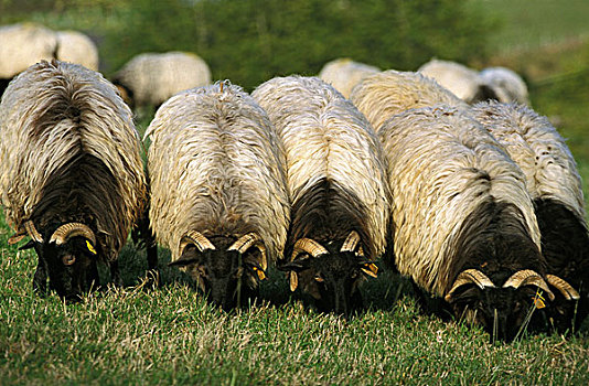 绵羊,法国人,牧群,吃草