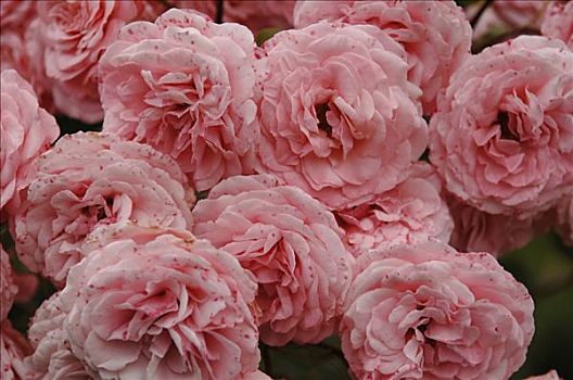 粉红玫瑰,花,中部地区,英格兰,欧洲