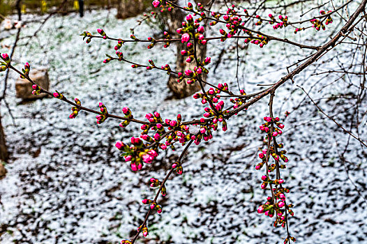 四月飞雪,中国长春城区鲜花与雪花争艳