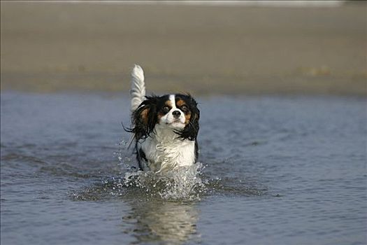 查尔斯王犬,三色,海滩,湿