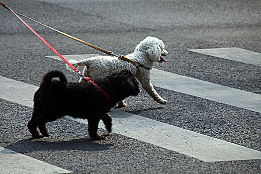 狗,动物,斑马线,过马路
