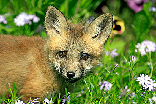 红狐,狐属,幼仔,蒙大拿,美国,北美