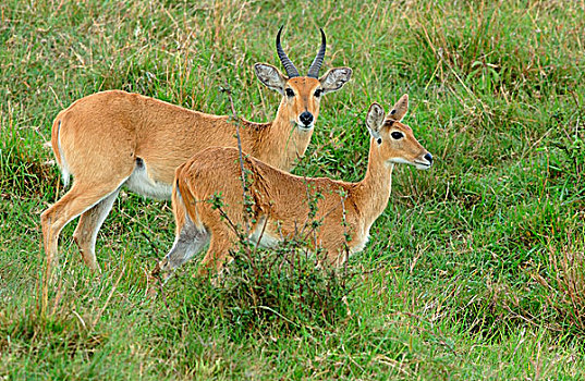 南方,小苇羚,繁殖,马赛马拉,肯尼亚,非洲