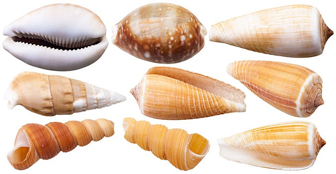 软体动物,壳,海洋,蜗牛