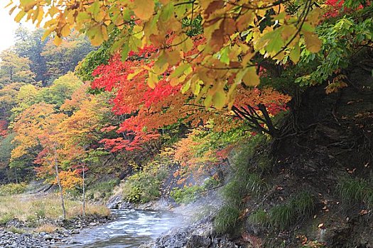 彩色,叶子,河流