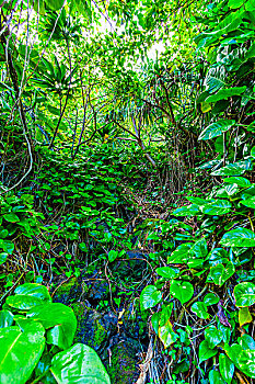 绿色植物,小路,纳帕利海岸,考艾岛