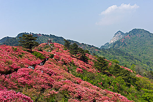 杜鹃花海