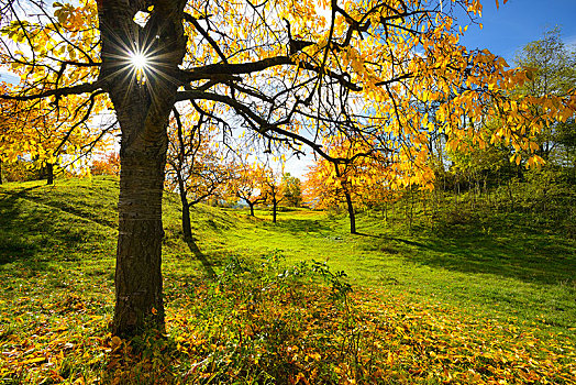 草地,果园,秋天,太阳,发光,星形,樱桃,黄色,叶子,靠近,魏玛,图林根州,德国,欧洲