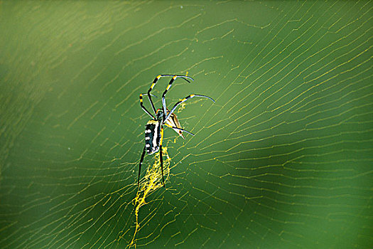 蜘蛛,上网