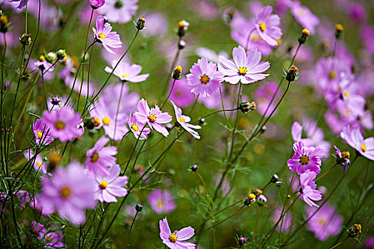 格桑花