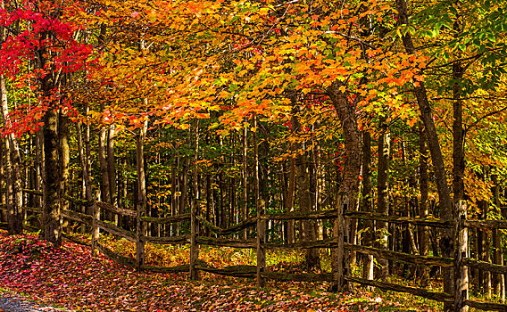 秋天,木头,栏杆,萨顿,魁北克,加拿大,北美