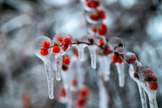 冰雪中的植物千姿百态争芳斗艳