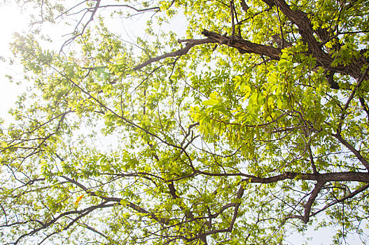 春季绿色的树枝