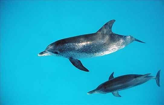 两个,大西洋细吻海豚,花斑原海豚,游动,靠近,水面,巴哈马,西印度群岛,俯视图