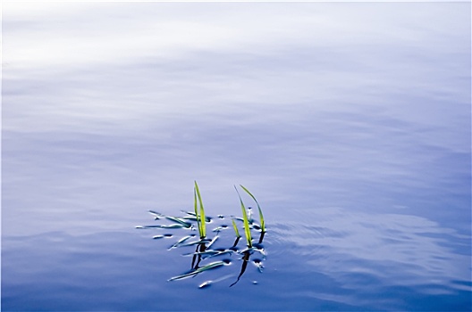 草,水中,表面