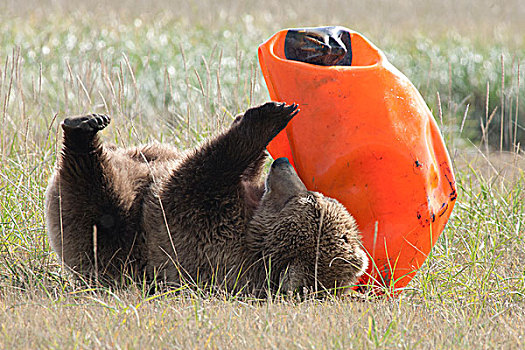 大灰熊,棕熊,一岁,幼兽,玩,橙色,橡胶,浮漂,卡特麦国家公园,阿拉斯加